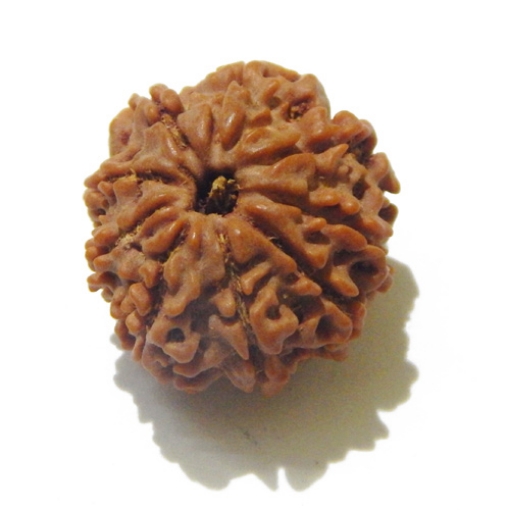 Nine Face Rudraksha