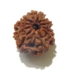 Nine Face Rudraksha