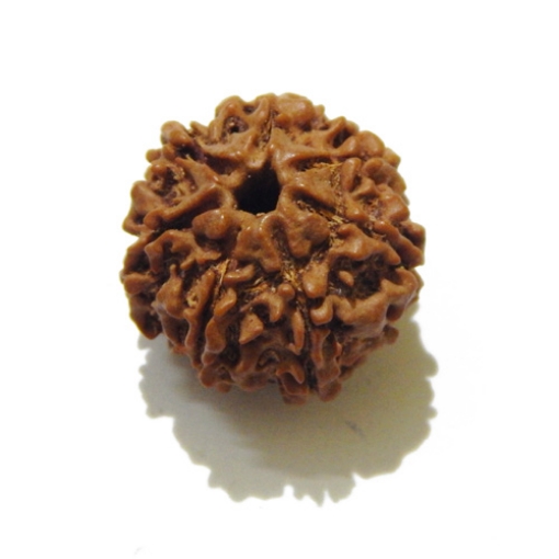 Seven Face Nepali Rudraksha 