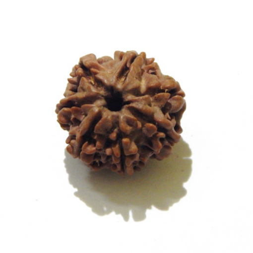 Seven Face Nepali Rudraksha 