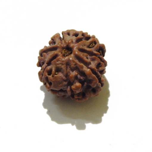 Seven Face Nepali Rudraksha 