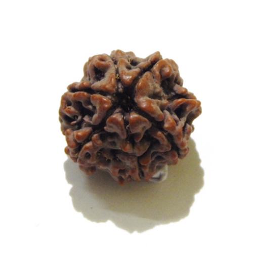 Seven Face Nepali Rudraksha 