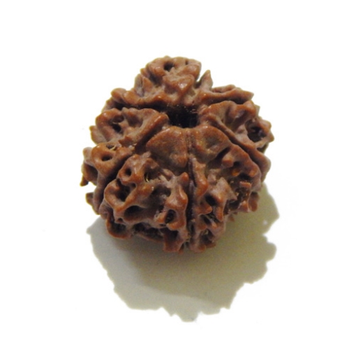 Seven Face Nepali Rudraksha 