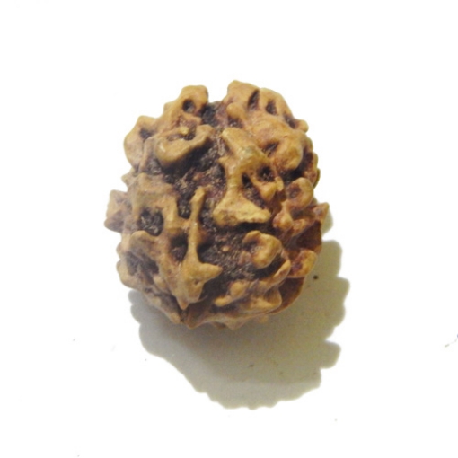 Two Face Himalayan Rudraksha