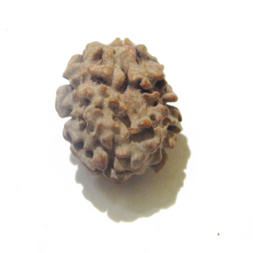 Two Face Himalayan Rudraksha