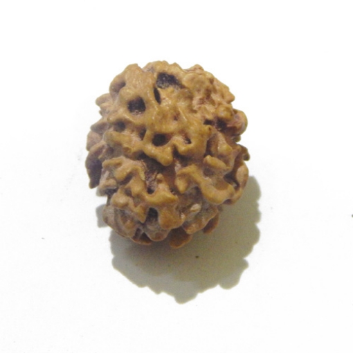 Two Face Himalayan Rudraksha