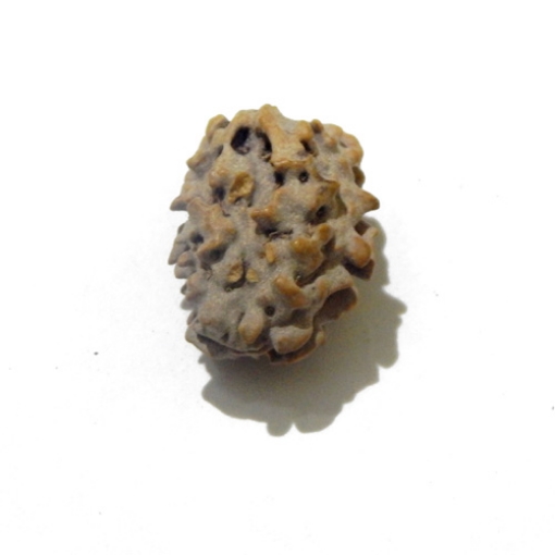 Two Face Himalayan Rudraksha