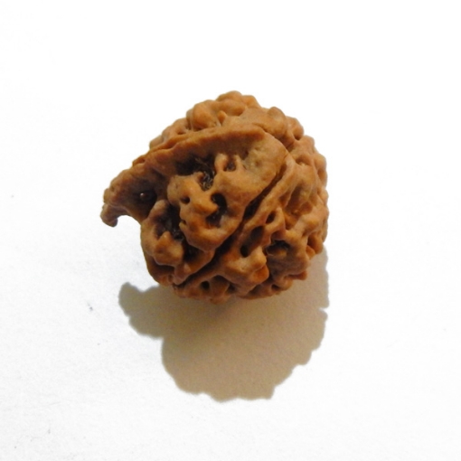 Ganesh Rudraksha