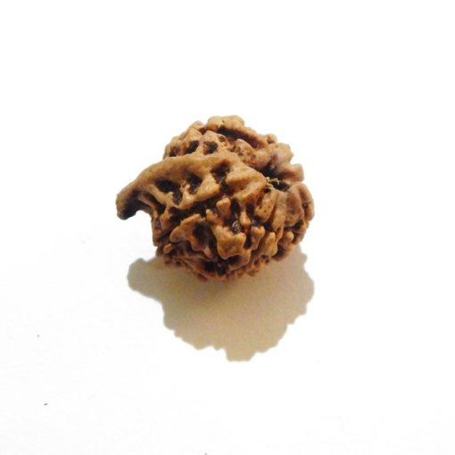 Ganesh Rudraksha Beads