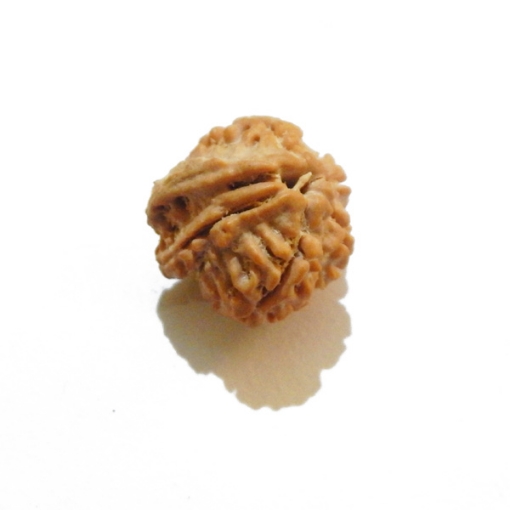 Nine Face Rudraksha