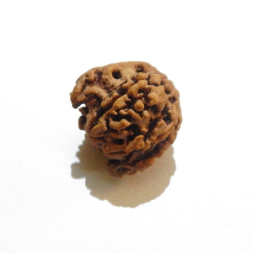 Ganesh Rudraksha