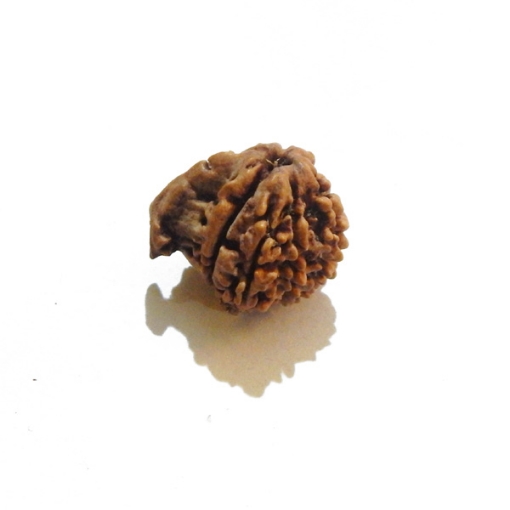 Ganesh Rudraksha