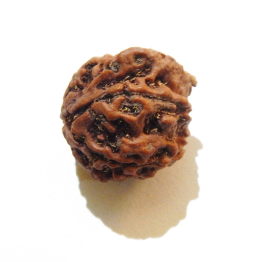 Ganesh Rudraksha