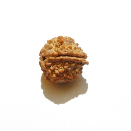 Ganesh Rudraksha