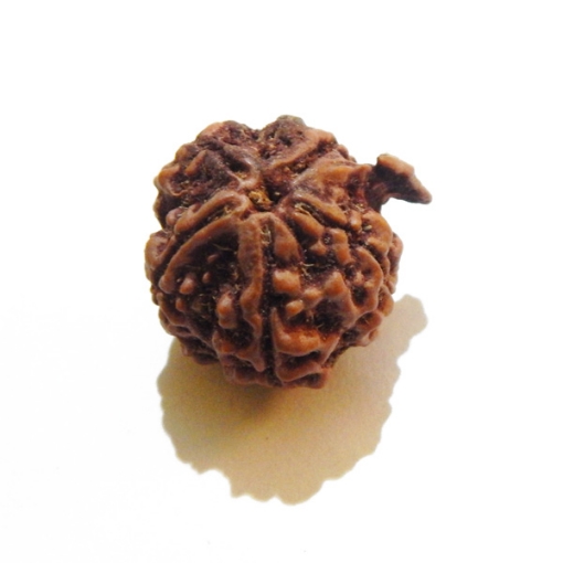 Ganesh Rudraksha