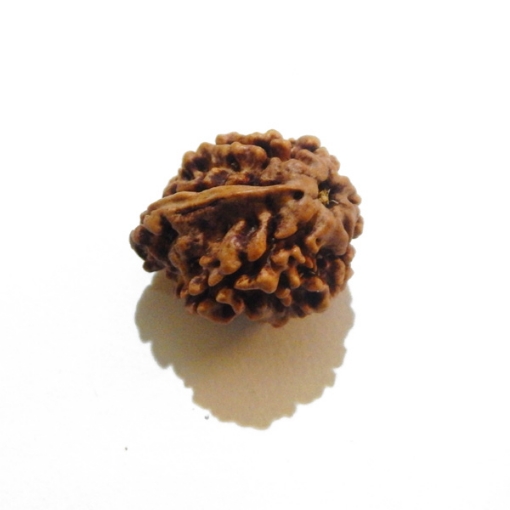 Ganesh Rudraksha