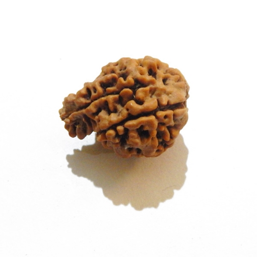 Ganesh Rudraksha