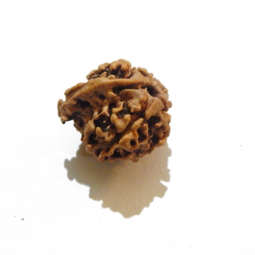 Ganesh Rudraksha