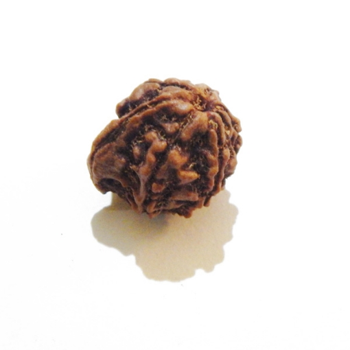 Ganesh Rudraksha