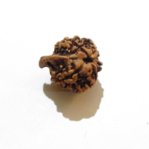 Ganesh Rudraksha