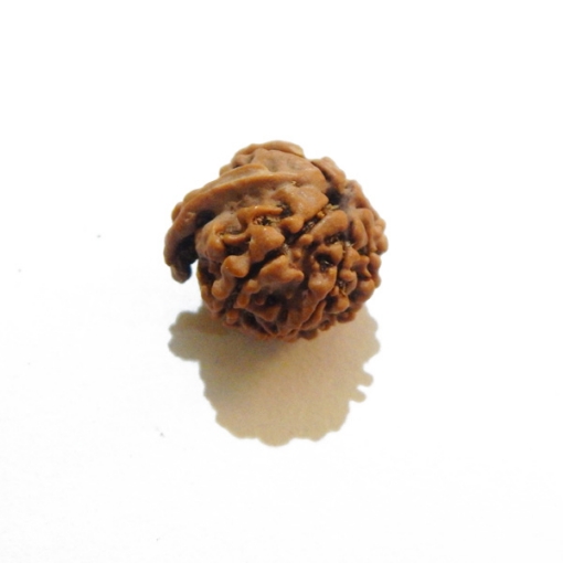 Ganesh Rudraksha