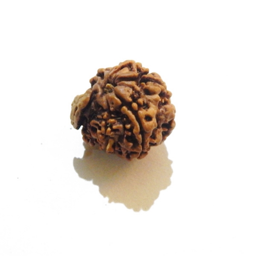 Ganesh Rudraksha