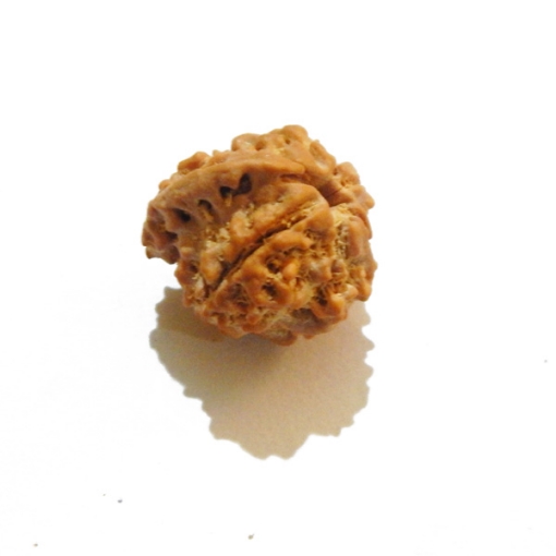 Ganesh Rudraksha