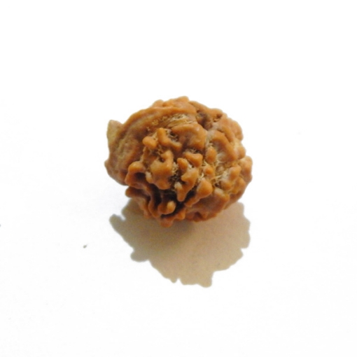 Ganesh Rudraksha