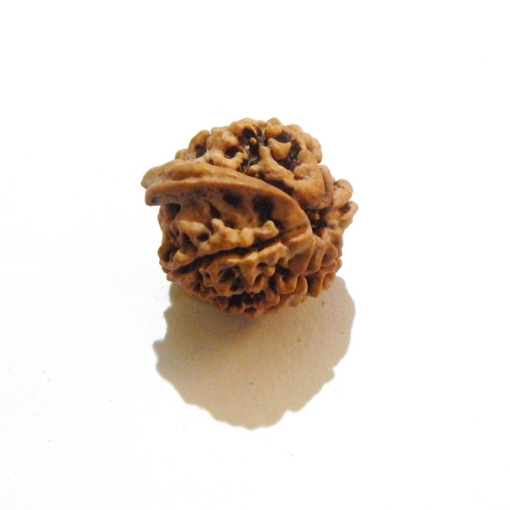 Ganesh Rudraksha