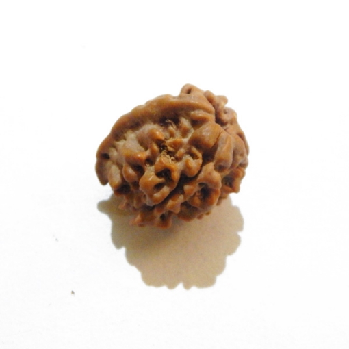 Ganesh Rudraksha