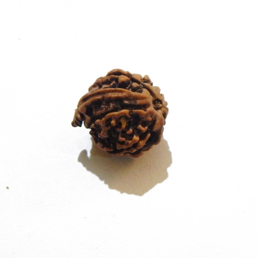 Ganesh Rudraksha