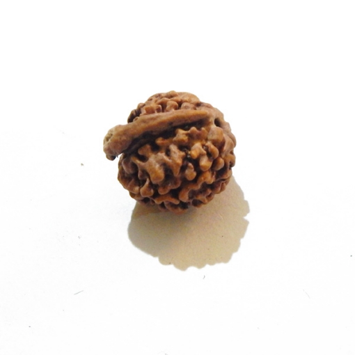 Ganesh Rudraksha