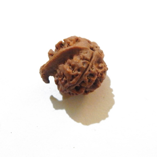 Ganesh Rudraksha