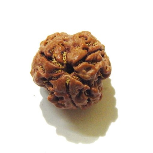 Three Face Nepali Rudraksha Bead