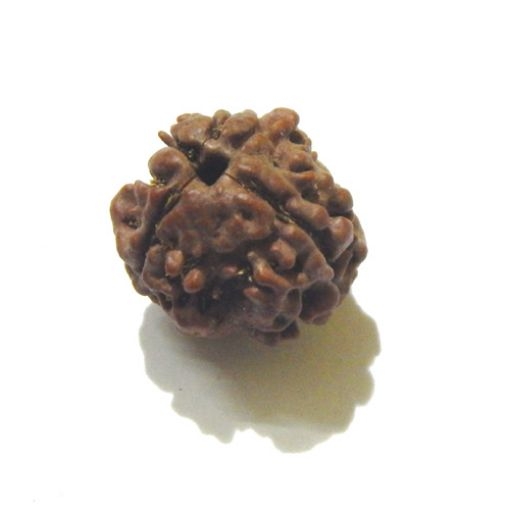 3 Face Nepali Rudraksha Bead