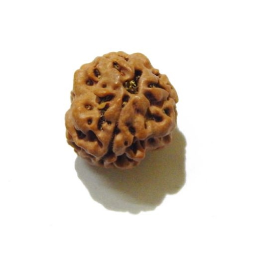 3 Face Nepali Rudraksha Bead