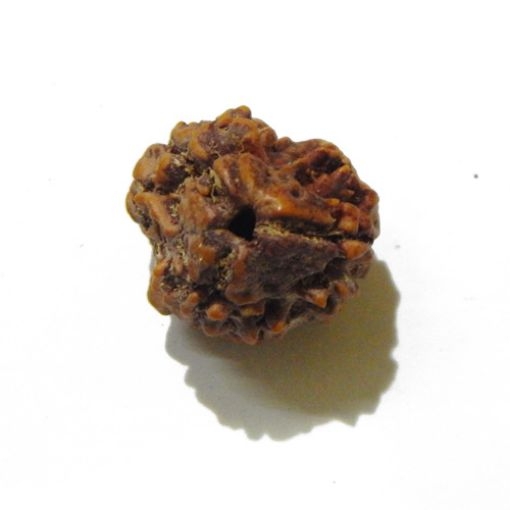 3 Face Nepali Rudraksha Bead