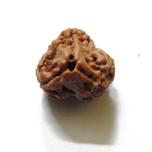 3 Face Nepali Rudraksha Bead