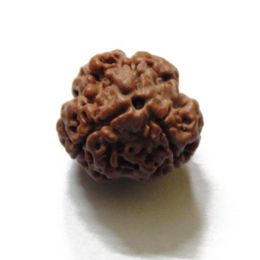 3 Face Nepali Rudraksha Bead