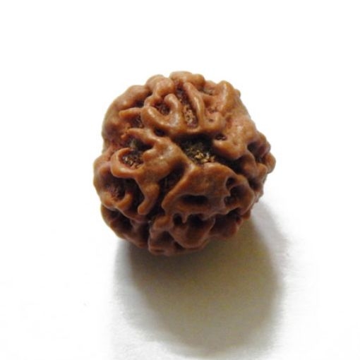 3 Face Nepali Rudraksha Bead