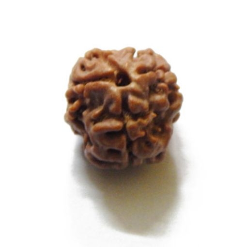 3 Face Nepali Rudraksha Bead