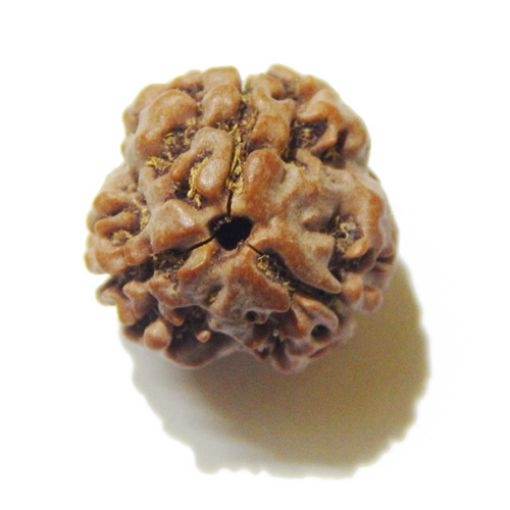 3 Face Nepali Rudraksha Bead