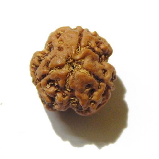 3 Face Nepali Rudraksha Bead