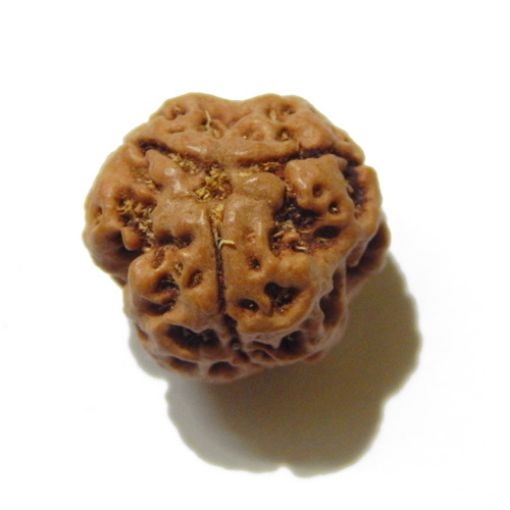 3 Face Nepali Rudraksha Bead