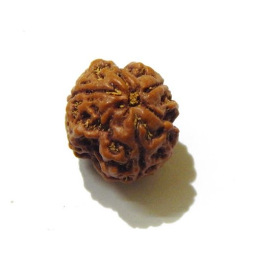 3 Face Nepali Rudraksha Bead