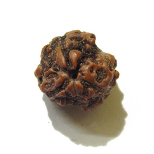 3 Face Nepali Rudraksha Bead