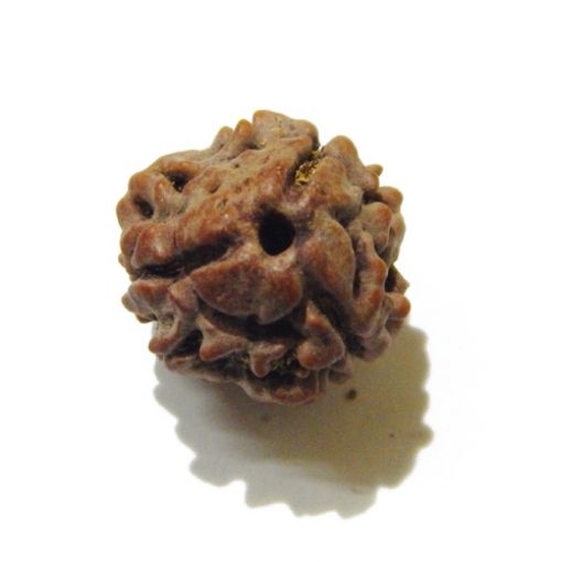 3 Face Nepali Rudraksha Bead