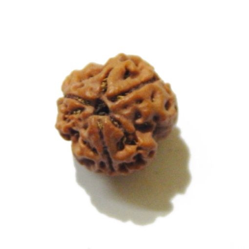 3 Face Nepali Rudraksha Bead