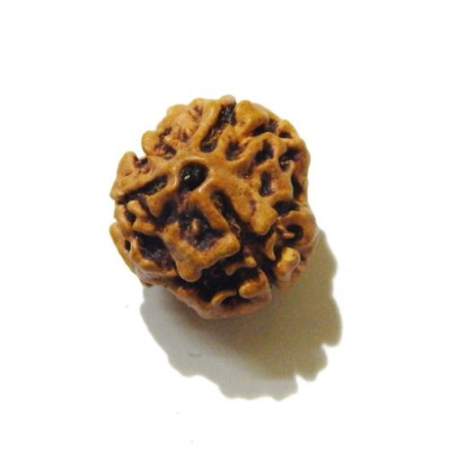 3 Face Nepali Rudraksha Bead