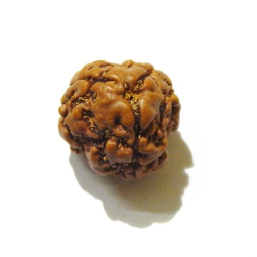 3 Face Nepali Rudraksha Bead